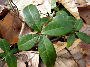 Feuilles opposées coriaces de couleur vert foncé. Ovales-elliptiques, elles sont rétrécies aux 2 bouts. Agrandir dans une nouvelle fenêtre (ou onglet)